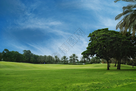 树木和蓝天的田野景观图片
