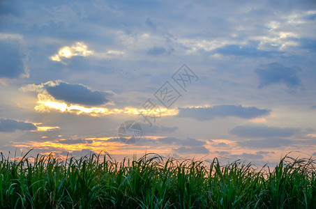 日本冲绳岛甘蔗地的早晨图片