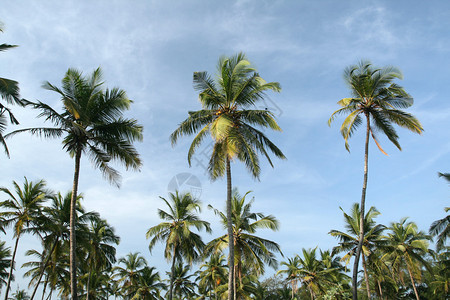 热带椰子棕榈和多图片