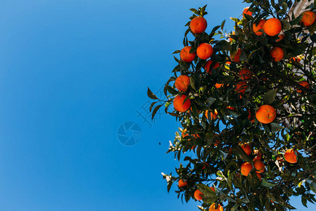 绿橙树枝含橘子巴塞图片
