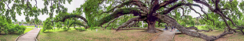 条约橡树公园全景观佛罗里达图片