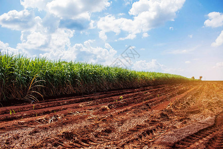 甘蔗种植园在干燥的地面上图片