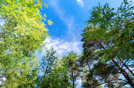 夏日森林中蓝天背景下的绿树在蓝图片