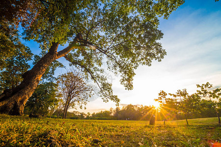 绿新公园日落带树光束图片