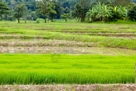 水稻田里的水稻秧苗水稻秧苗图片