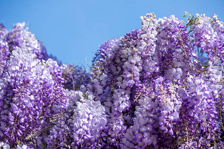 Wisteria鲜花图片