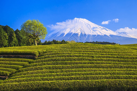 日本绿茶种植园和富士山日本静冈图片