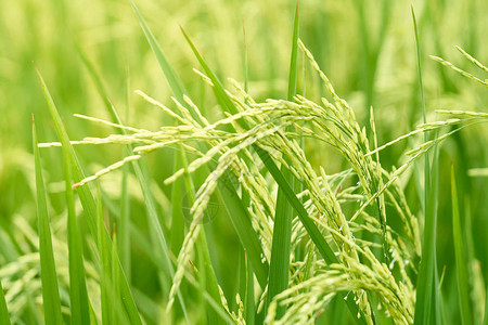 茉莉稻种见风摇曳的已经抓住了准备收割的麦穗感受对放松的追求农业种植的概念是农图片