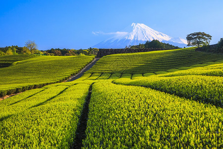 日本绿茶种植园和富士山日本静冈图片