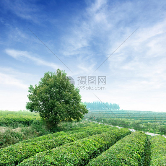 蓝色的天空花园的大片区域图片