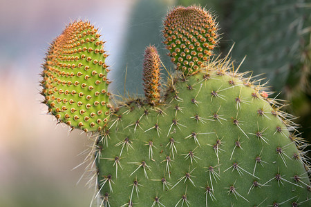 下午深夜绿石皮梨Cactu图片