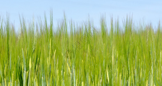 从前面的大麦草绿色在蓝天图片