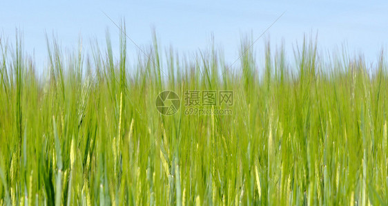 从前面的大麦草绿色在蓝天图片