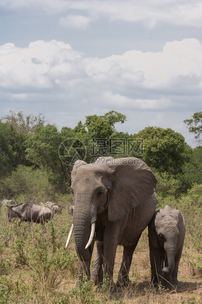大象在路上肯尼亚图片