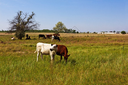 牧场上的牛群图片