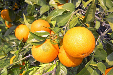 春天橘子树上的橘子图片