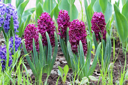 一群Hyacinthus花朵的紫丁香在加特契纳公园图片