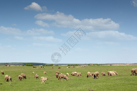 牧羊和牧牛图片