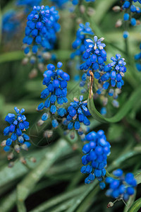 近距离观看明亮的蓝色花朵和绿叶图片