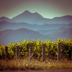 张丽背景新西兰日落的Marlborough地区有迷雾山地背景背景