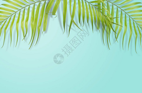 浅蓝色背景上的热带棕榈叶最小的质夏季风格平躺图像大小约为5500x3图片