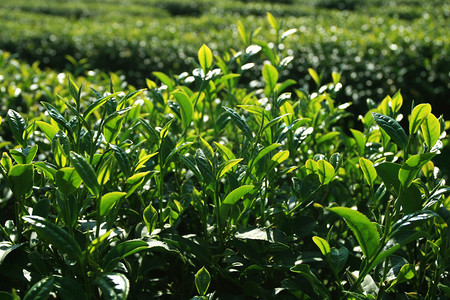 茶叶种植图片
