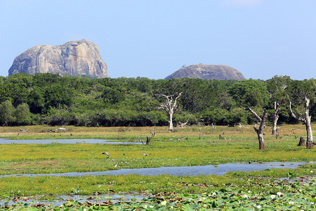 斯里兰卡的象山图片