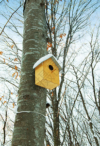 冬天树上的鸟屋图片
