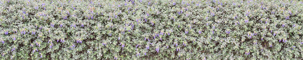 银叶蓝花灌木德国绿篱宽水平背景图片