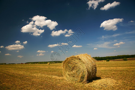 农业夏天风景麦田图片