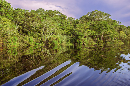 厄瓜多尔亚马逊雨林中的河流秘鲁南美洲背景