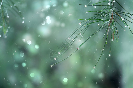 雨滴中美丽的松枝碎片图片