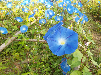 花园里的蓝色牵牛花背景图片