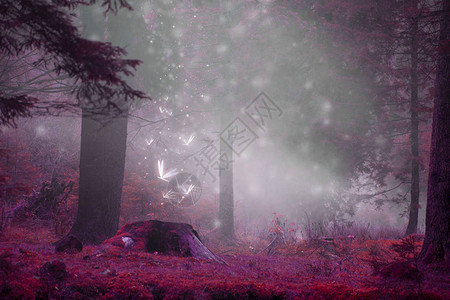 梦幻童话般的森林景象图片