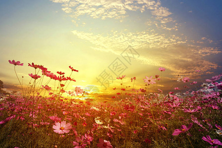 美丽的粉红和色宇宙花朵场的景观自然背景图片