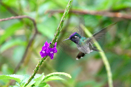 guimeti在紫色花朵附近飞行图片