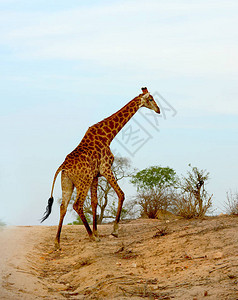 南非的GiraffeKruger公图片