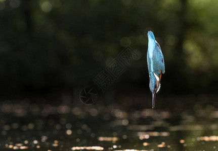 潜入水中的普通翠鸟背景图片