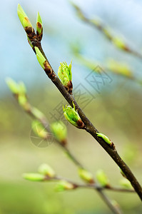 春天有新叶的树枝图片