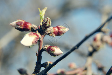 春季初春温柔的叶子芽和树图片