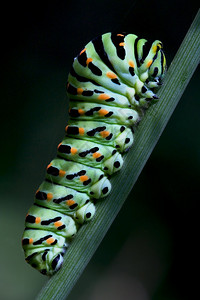PapilioMacauneverdesuunramo图片