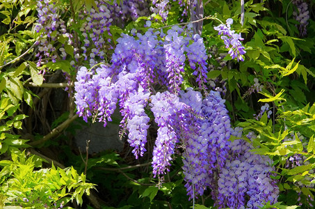 花园里的紫藤图片