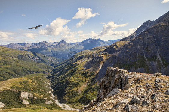 鹰在不列颠哥伦比亚省高海拔的峡图片