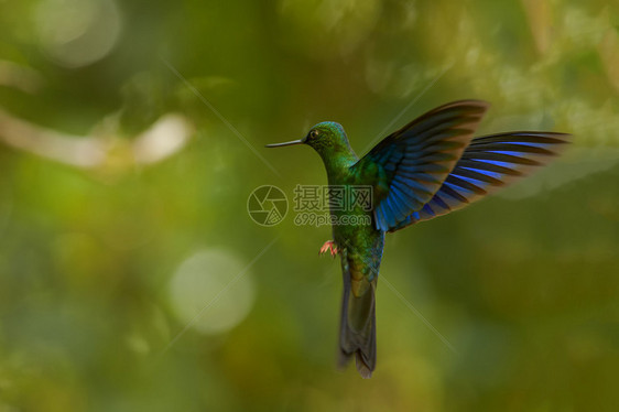 令人印象深刻的大蜂鸟GreatSapphirewingPterophanescyanopterus雄在厄瓜多尔云雾林的典型环境中图片