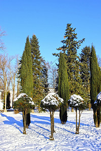 冬天的Arborvitae和图片