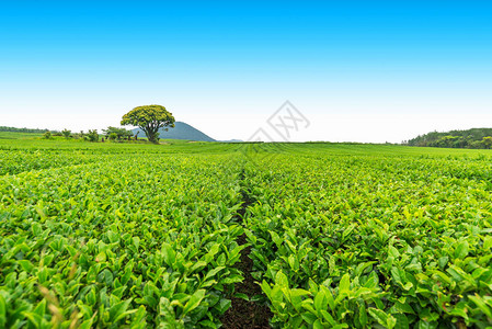 山上的茶叶农场在明亮的一天在济州岛图片