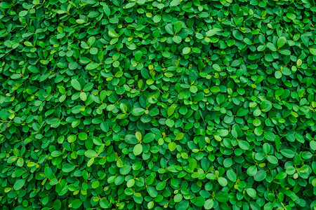 纯天然背景图片