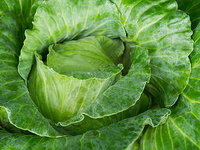 菜园里新鲜卷心菜的特写镜头图片