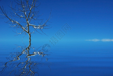 水中的树及其在水中的倒影图片