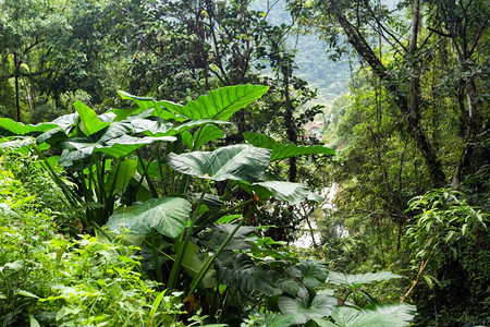 菲律宾巴塔德Batad大雨林的图片